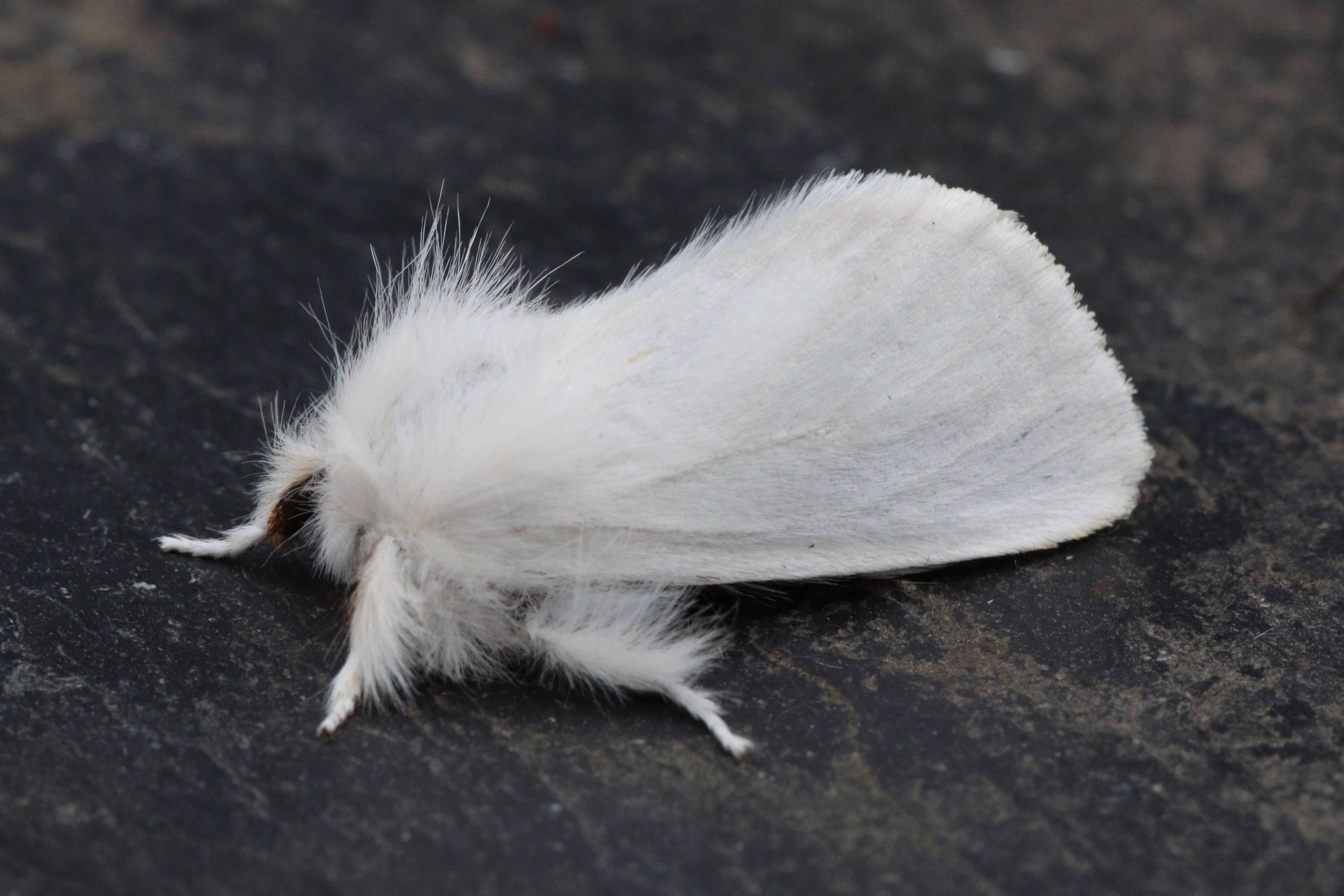 Photo of Brown-tail (Euproctis chrysorrhoea)